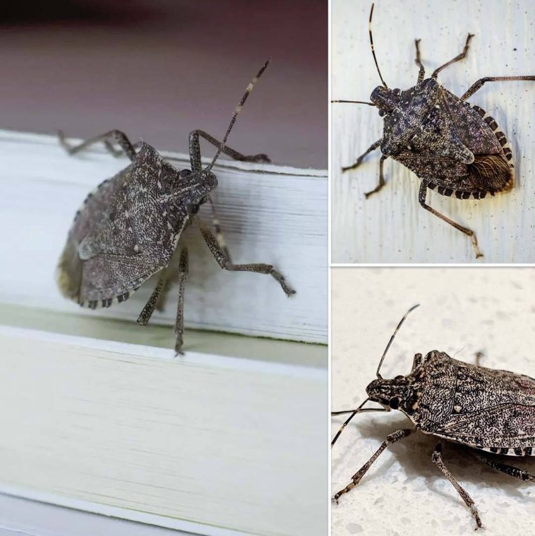 Diabelskie” pluskwy: Jak się ich skutecznie pozbyć?